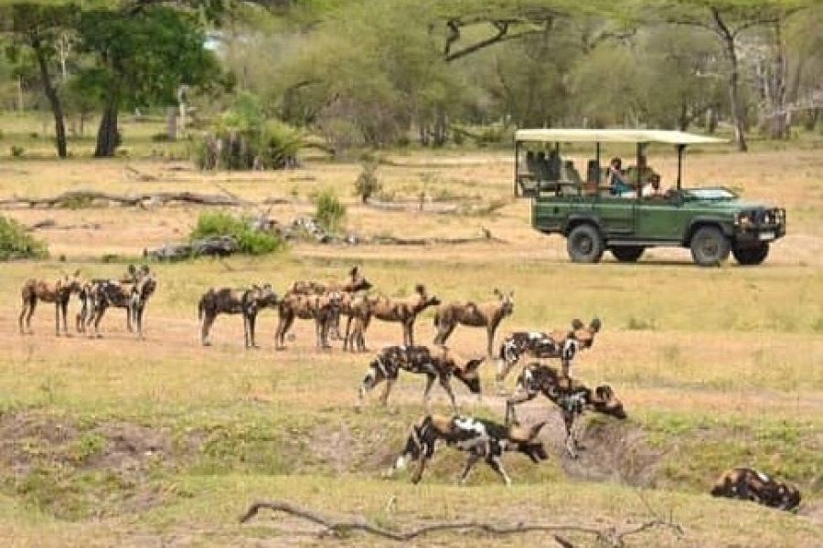 1 Night / 2 Days Last Minute Safari to Nyerere National Park (Former Selous Game Reserve)