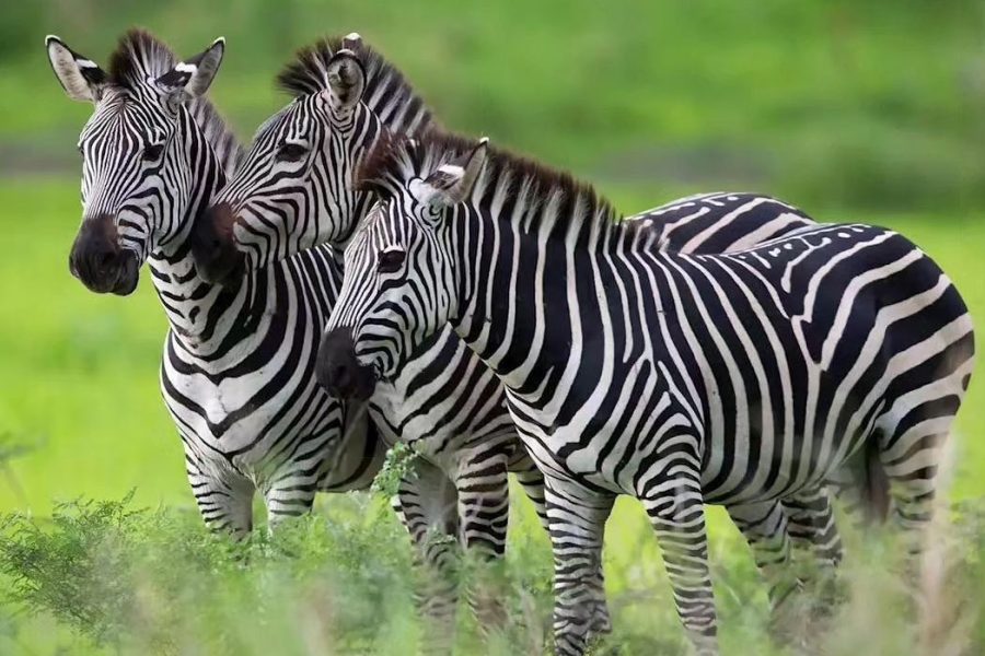 2 Nights / 3 Days Last Minute Safari to Nyerere National Park (Former Selous Game Reserve)