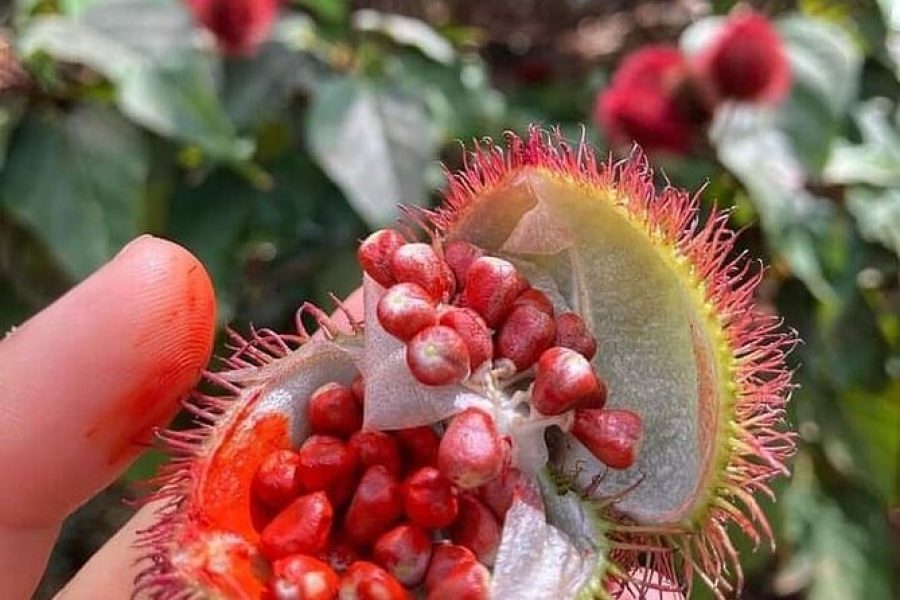 Spice Farm Tour