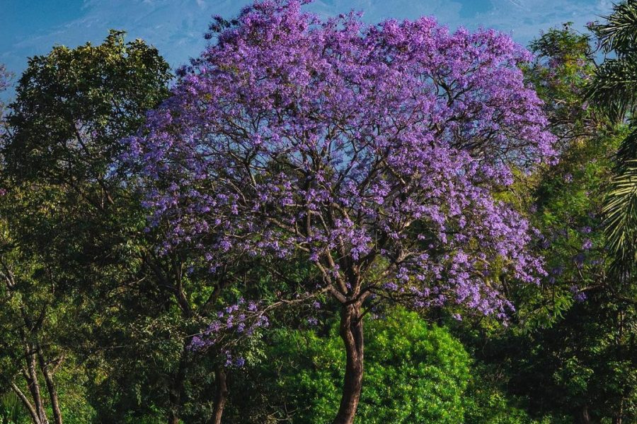 4 Days Zanzibar to Kilimanjaro Adventure