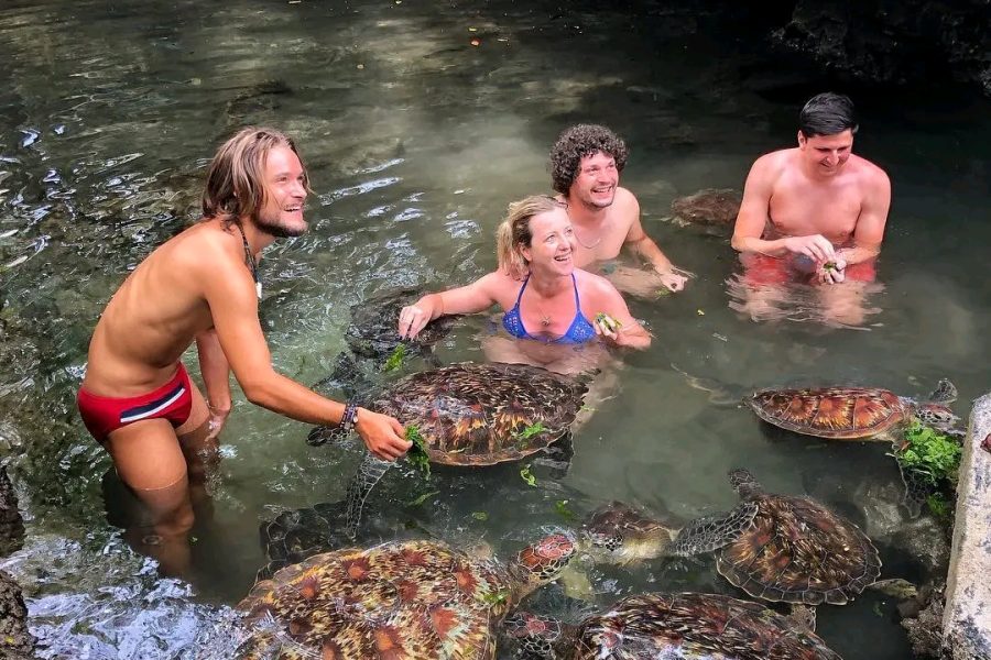 Nungwi Swimming with Tortoises Tour