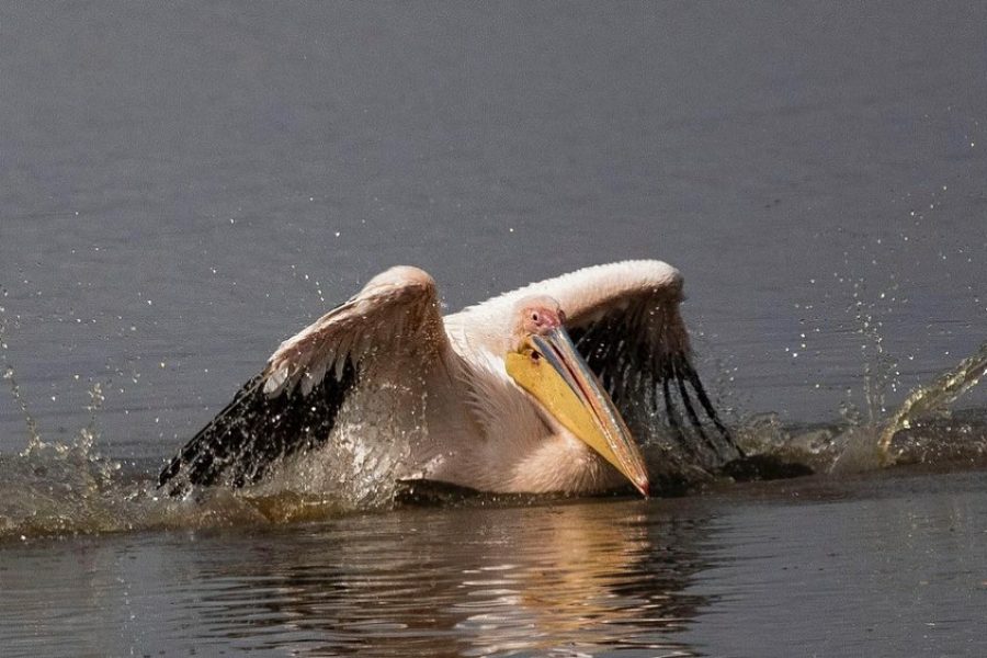 1 Night / 2 Days Tarangire & Ngorongoro Safari