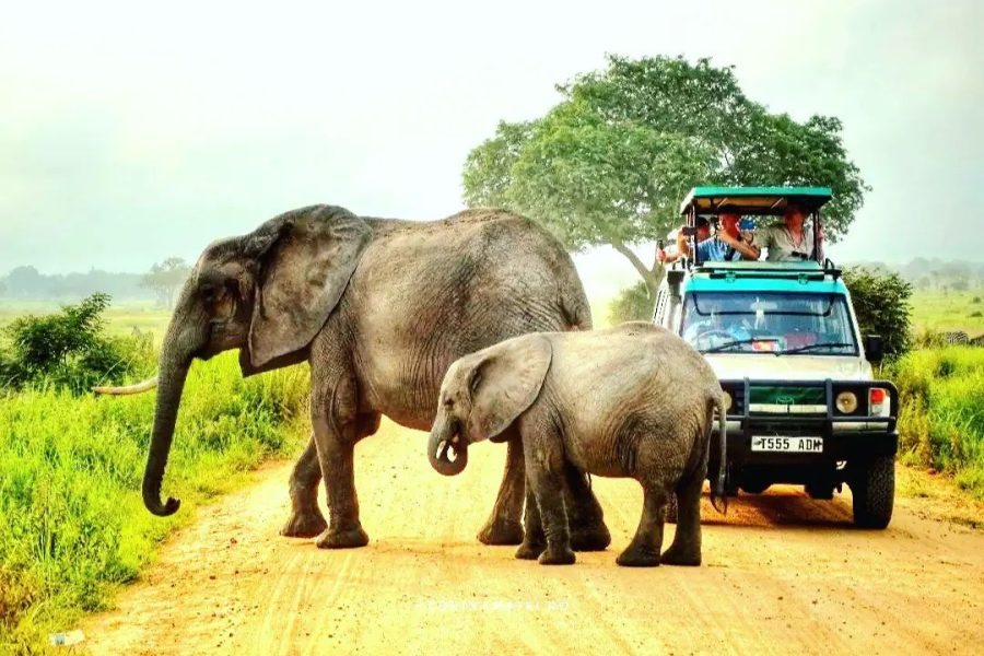 Zanzibar – Mikumi National Park – Day Trip
