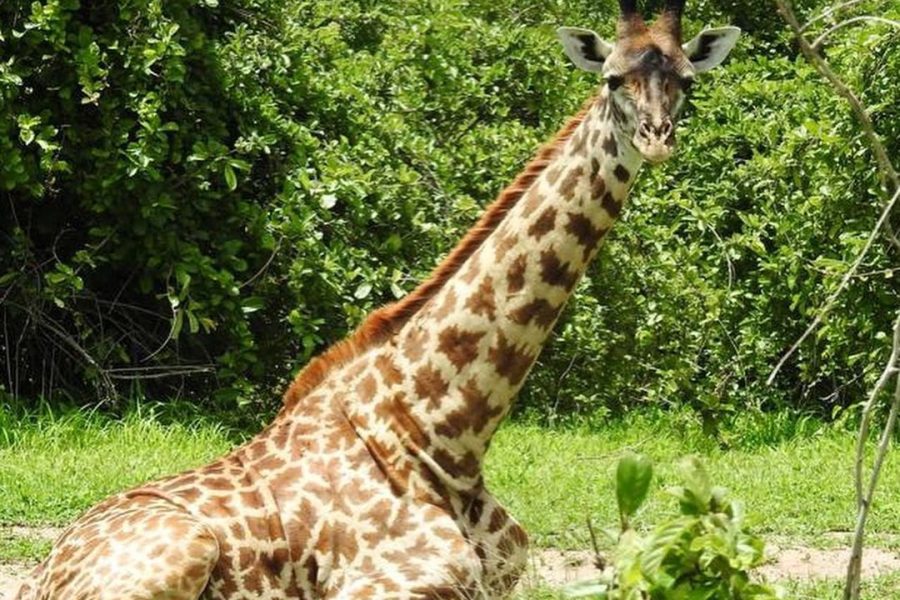 2 Nights / 3 Days Last Minute Safari to Ruaha National Park